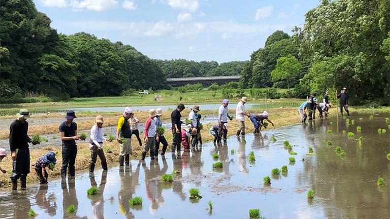 Japan: Yatsuda Regeneration Project