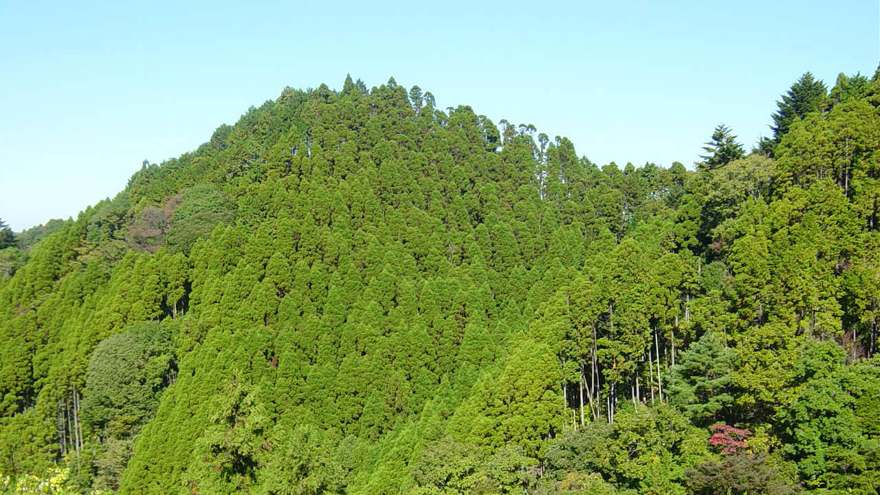 夏の亀山山林の風景です。